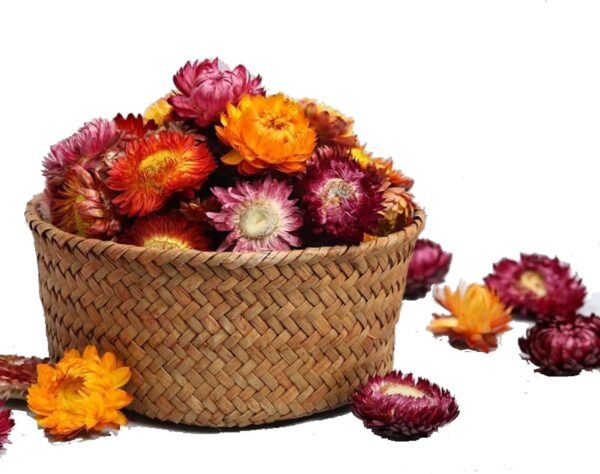 Natural Dried Daisy Flower Heads, 55-60 Multi-Colour Gerbera, Sunflower & Chrysanthemum for Wedding Decor, DIY Crafts & Home Decoration