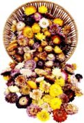 Dried Flower Heads Bulk Pack Multi-Color Mixed Flowers, 35g